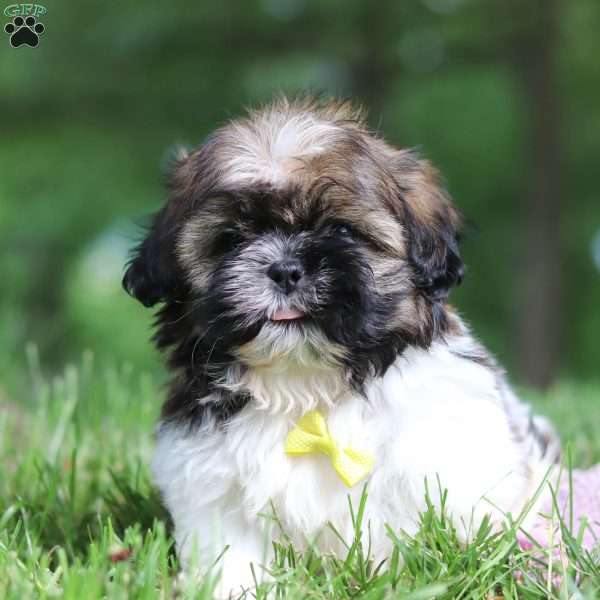 Willie, Shih Tzu Puppy